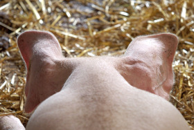 pigs ear