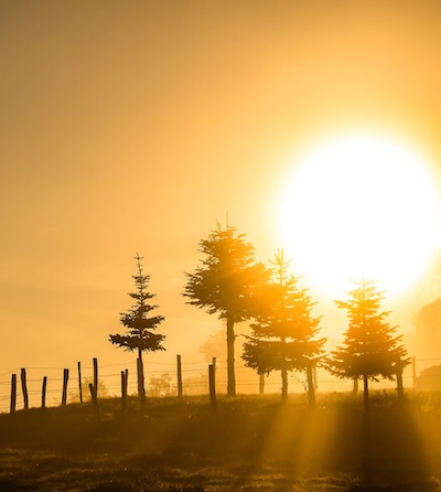 the sun early in the morning rising above some trees