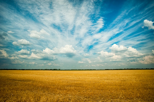 An open field with golden colored crops, green trees on the horizon, and a big blue sky with wispy clouds