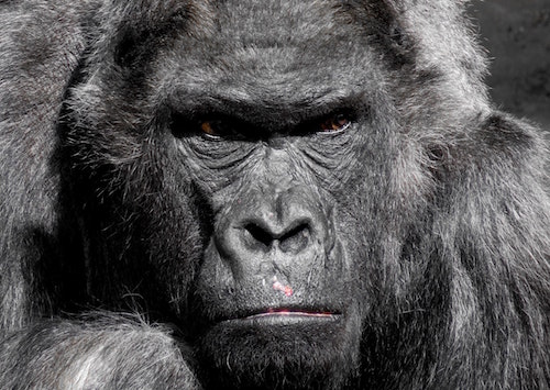 A concentrating gorilla