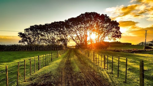A dirt road passes through green fields with fence lines towards a cluster of trees and the sunrise